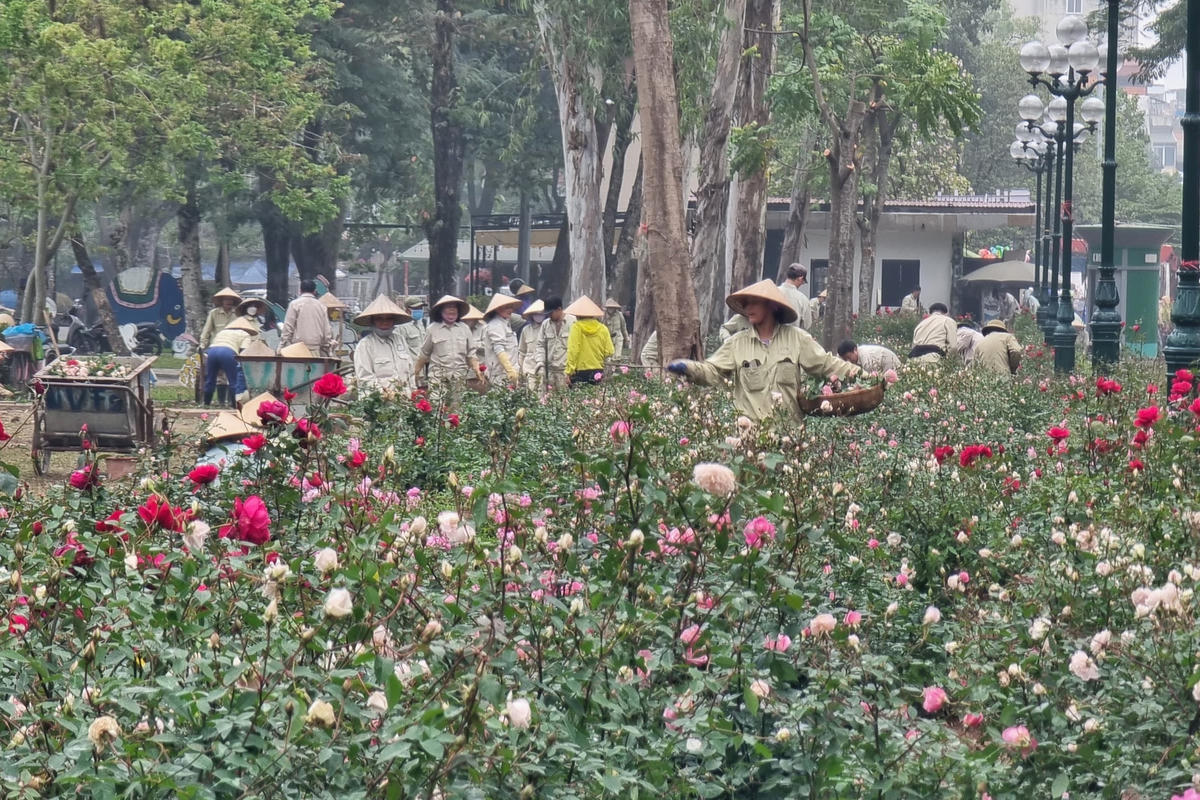 Theo đó, 10.000 gốc hoa hồng được trồng mới sẽ đem lại cảnh quan đẹp và trở thành hàng rào cây giúp ngăn các phương tiện tự do di chuyển vào công viên Thống Nhất sau khi hàng rào sắt được dỡ bỏ.