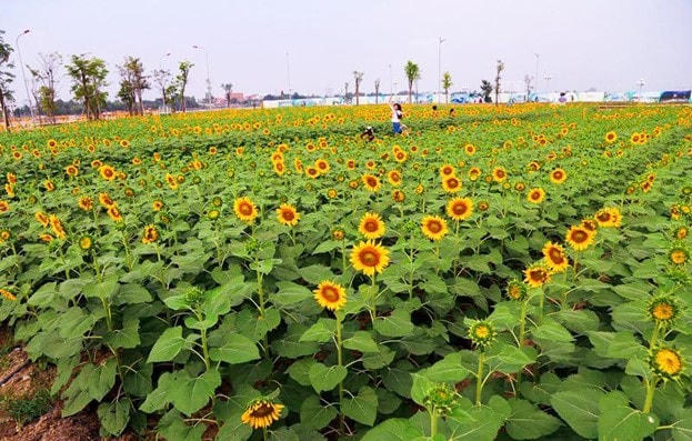 Vườn hoa được mở cửa phục vụ miễn phí cho cư dân và du khách - Ảnh Vinh Rose.