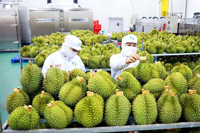 Sầu riêng đóng góp quan trọng vào tăng trưởng xuất khẩu ngành hàng rau quả. Ảnh: TL.