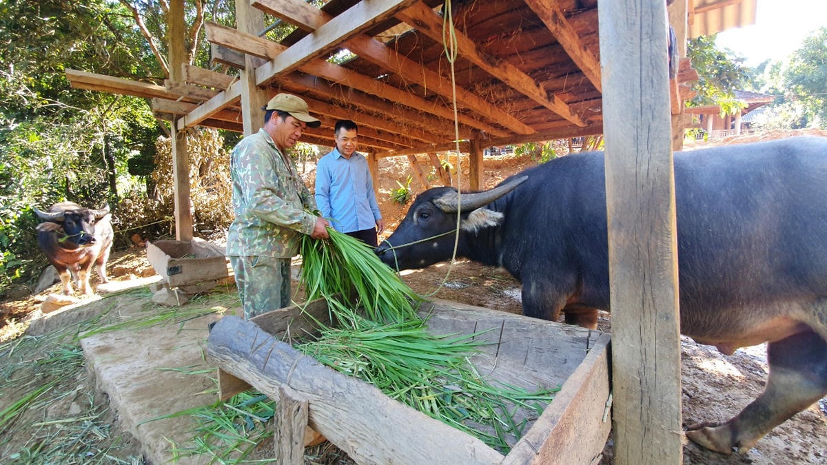 Mô hình chăn nuôi "gia trại" được khuyến khích đã mang lại thu nhập, thoát nghèo cho người dân.