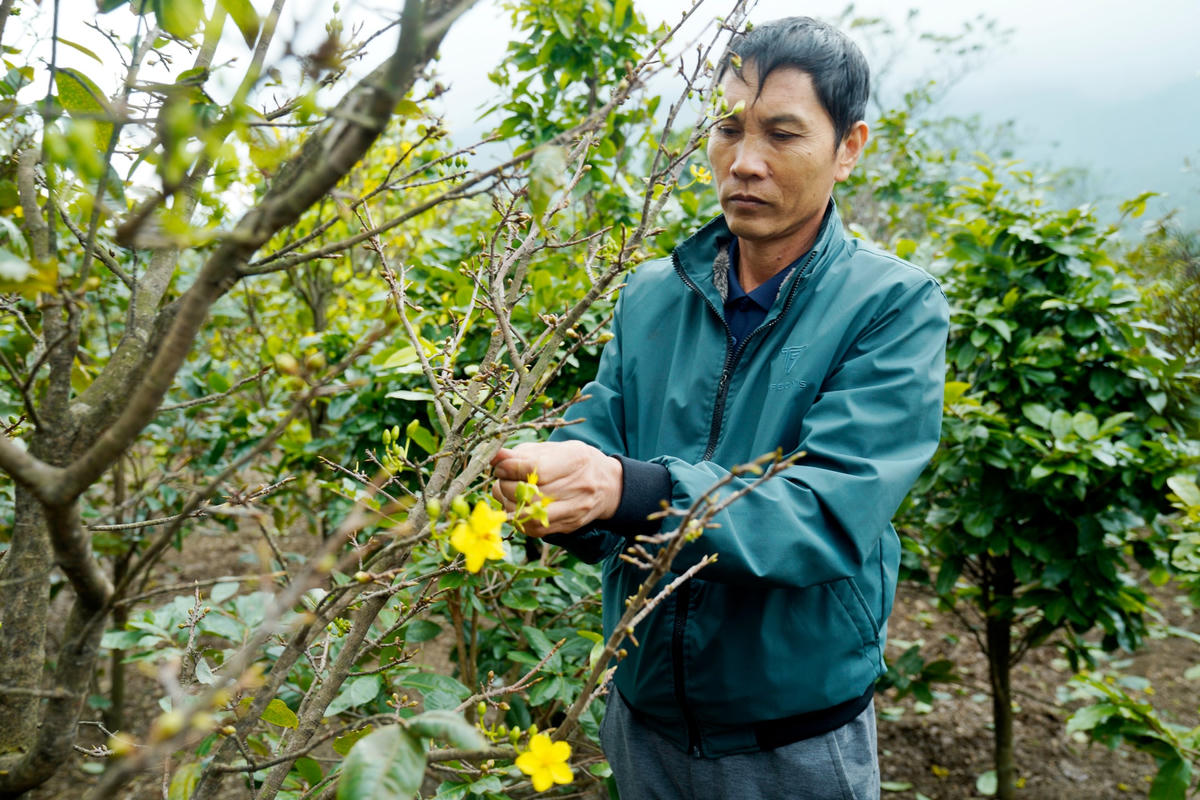“Thường thì hoa nở sớm sẽ rơi vào các năm Nhuần nhưng năm nay nắng nóng kéo dài khiến các cây đều tự rụng lá, bung nụ sớm. Gia đình tôi cũng đã cố gắng dùng thuốc hãm bung nụ, không tỉa lá sớm, hy vọng cứu vãn số mai còn lại để bán trong dịp tết”, anh Xuân chia sẻ.
