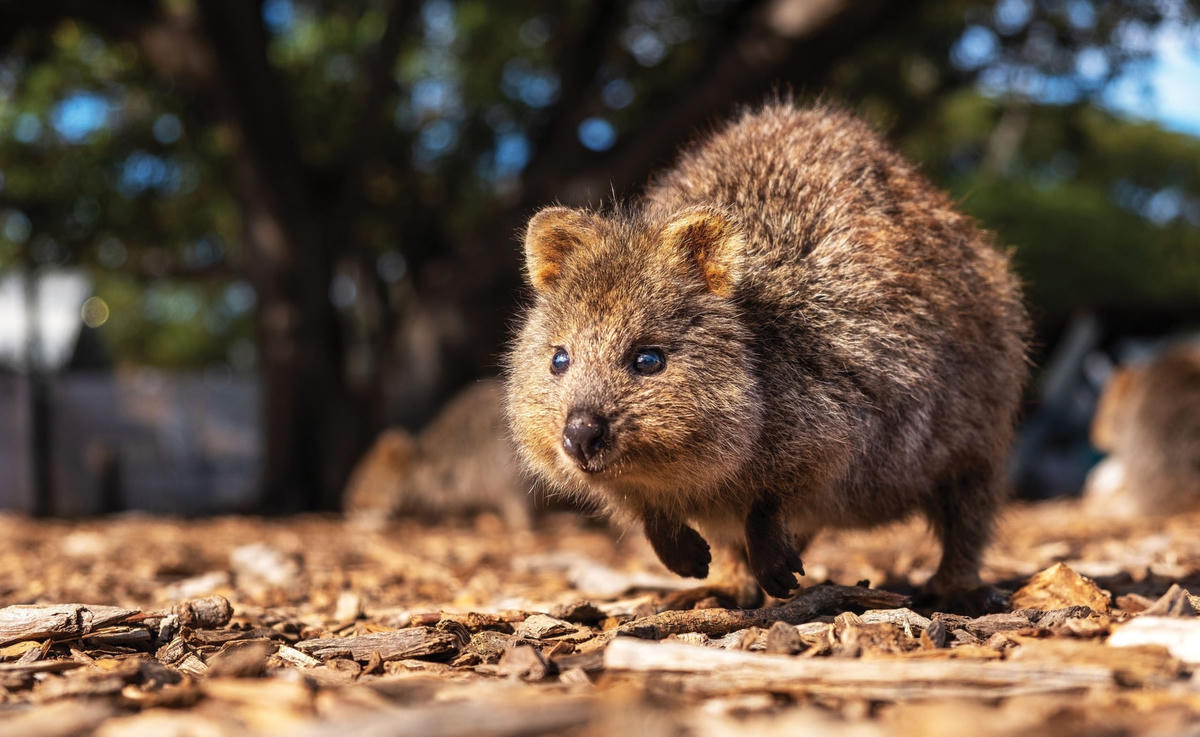 Quokka - Loài động vật hạnh phúc nhất thế giới. Ảnh: Grunge.