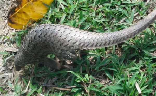 Cá thể tê tê Java quý hiếm vừa được thả về tự nhiên