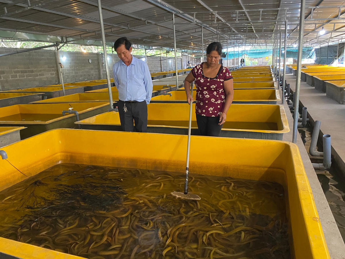 Nuôi lươn không bùn không cần diện tích lớn nhưng cho thu nhập khá cao.