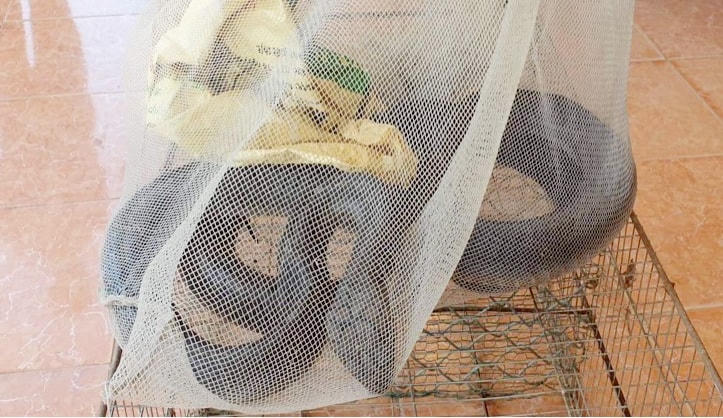 Rắn hổ mang chúa dài hơn 3 m, nặng 5,5 kg được người dân phát hiện tại vườn nhà. 