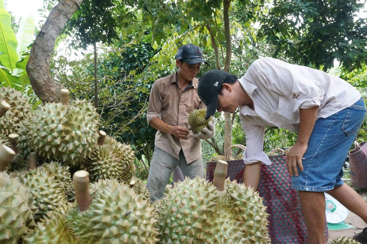 Người trồng sầu riêng vui mừng vì giá tăng cao.