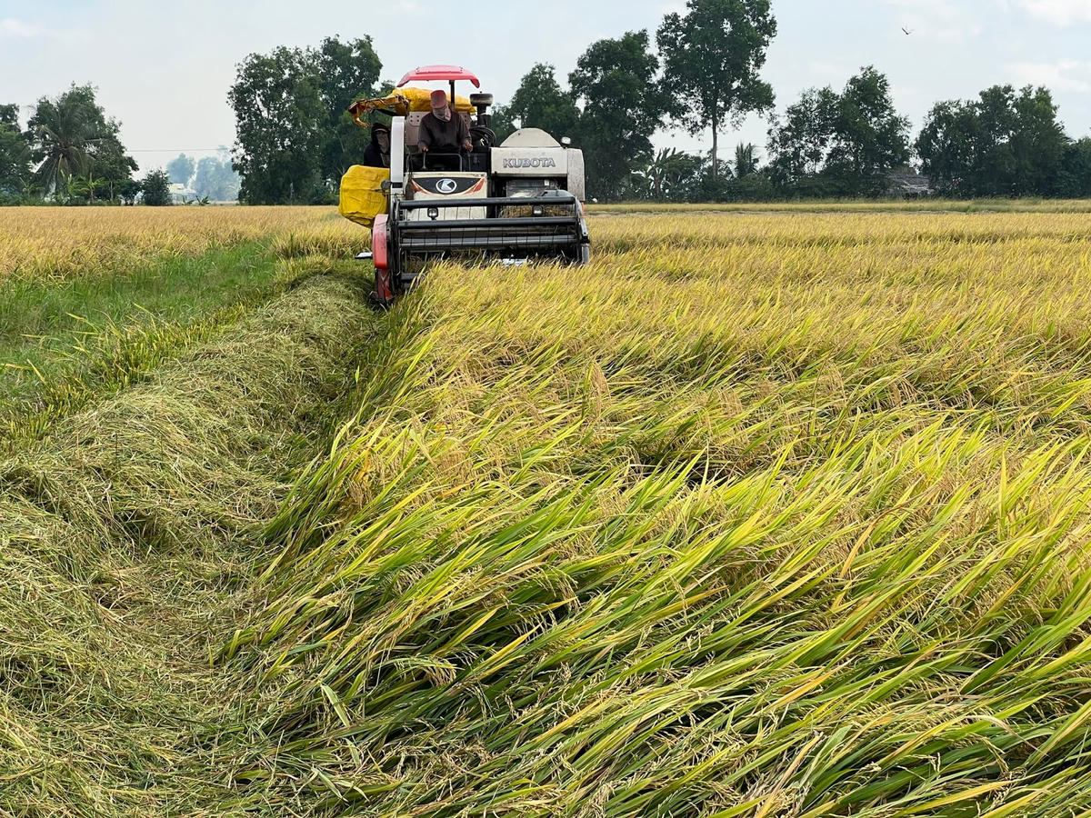 Thu hoạch lúa Thu Đông ở huyện, Phước Long tỉnh Bạc Liêu.