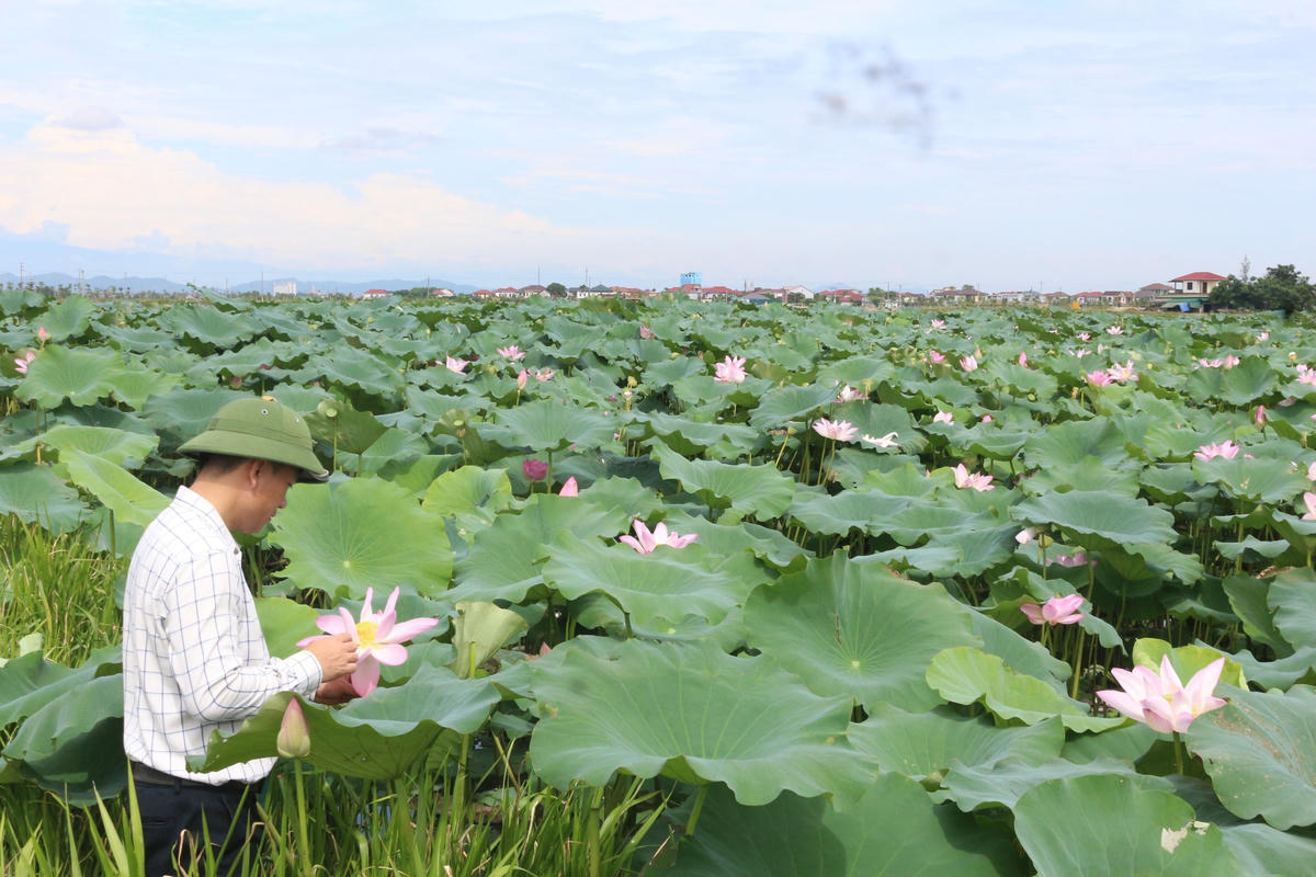 Ông Trần Viết Phương, Giám đốc Trung tâm ứng dụng khoa học kỹ thuật và bảo vệ cây trồng vật nuôi TP Hà Tĩnh kiểm tra mô hình trồng sen ở xã Thạch Hưng.