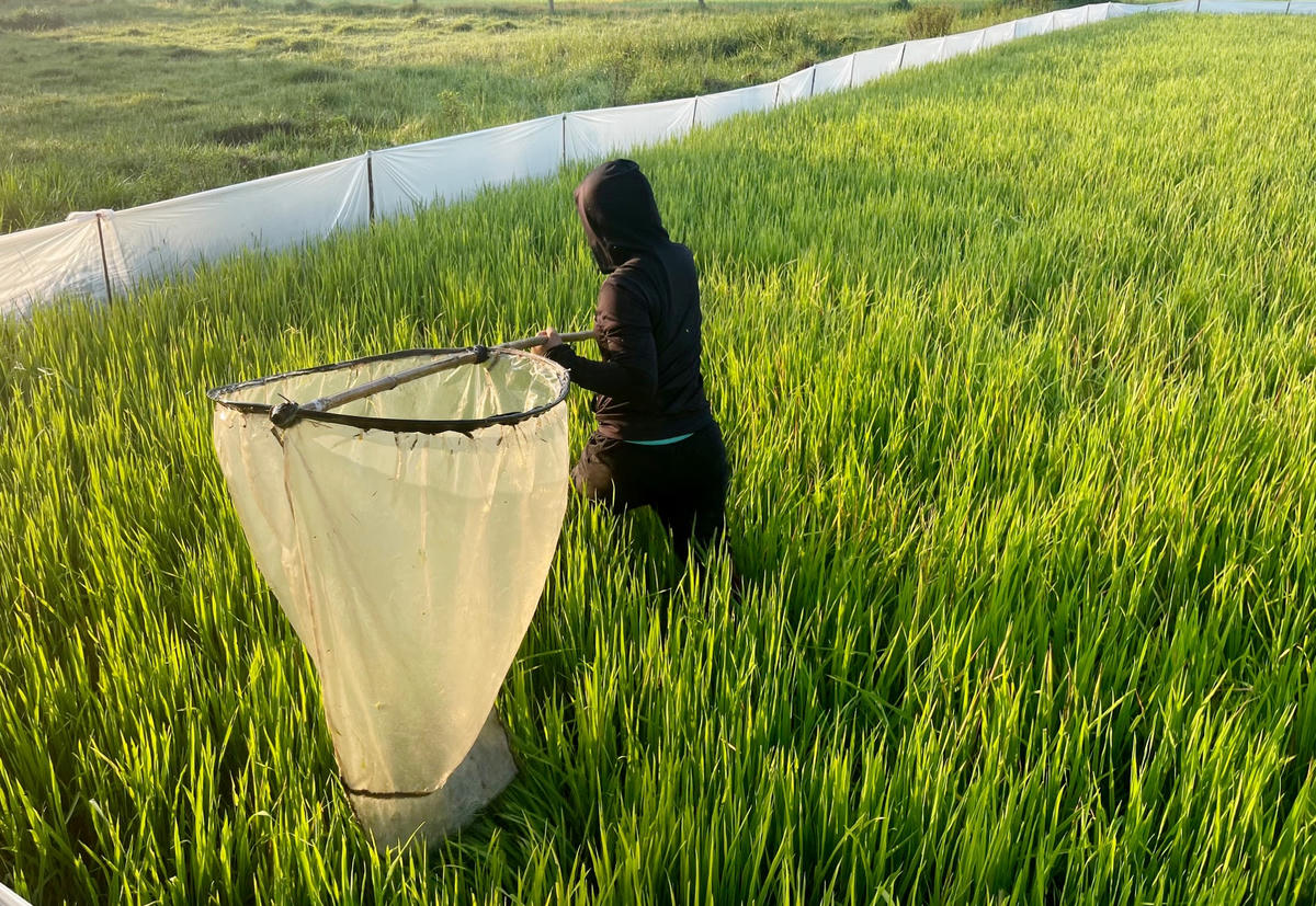 Đồ nghề của những thợ săn này chỉ là một chiếc vợt tự chế, sử dụng bằng tay có cán dài làm bằng tre nứa gắn với trụ quấn bằng ni lông dài khoảng 2m, rộng 50cm và một vài túi cước. 