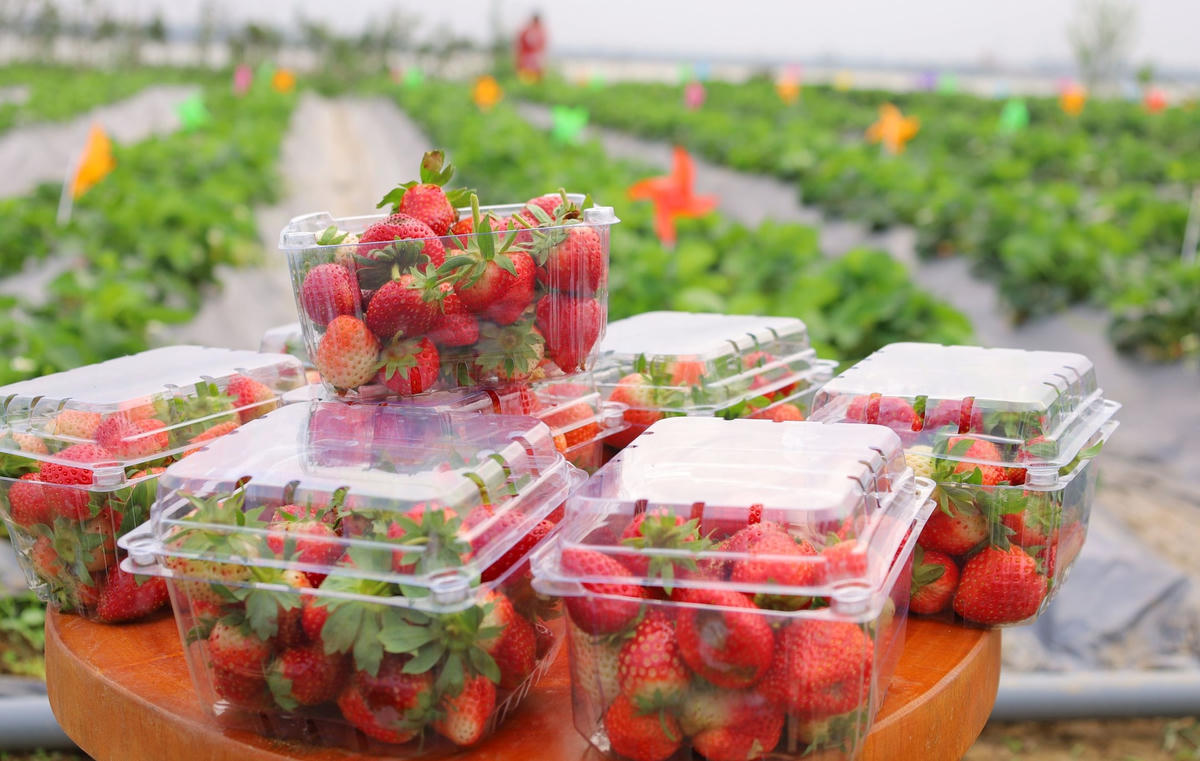 Vườn dâu tây của chàng trai Nguyễn Văn Sơn nằm bên dòng sông Lam.  