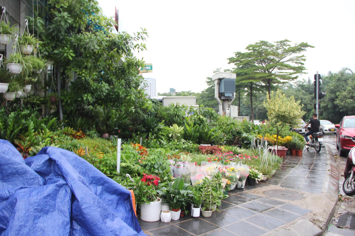 Hà Nội: Vỉa hè đường Hoàng Hoa Thám bị chiếm dụng để bày bán cây cảnh, gốm sứ