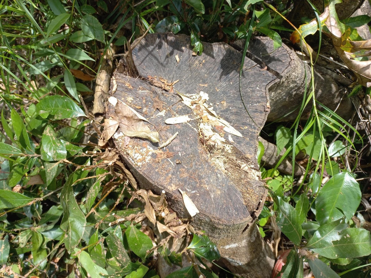 Thừa Thiên - Huế: Gỗ lớn trong rừng phòng hộ bị đốn hạ