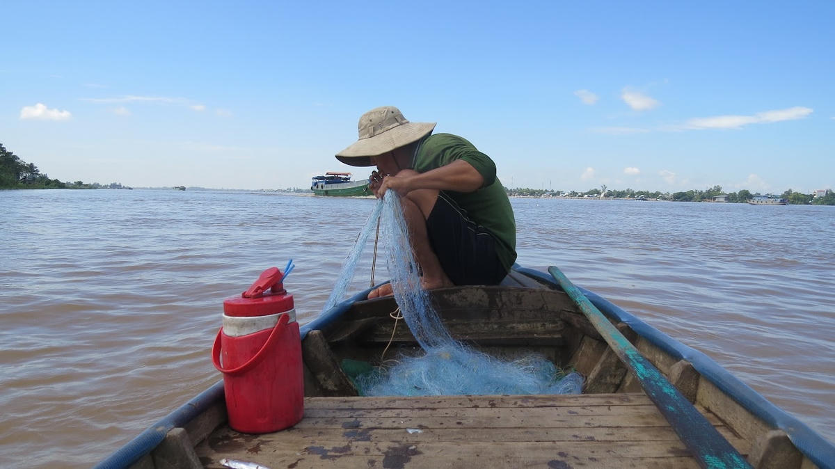 Thả lưới đánh bắt cá đối.  