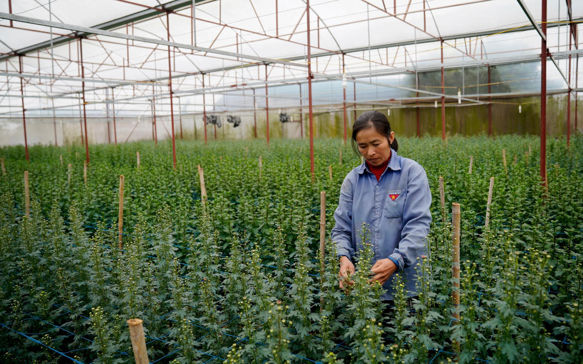 Vựa hoa ở Hà Tĩnh tất bật chuẩn bị cho thị trường Tết Nguyên đán