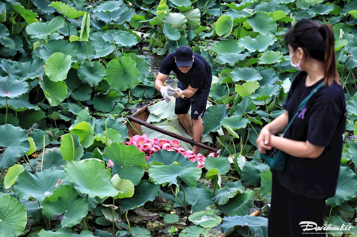 sen_bach_diep_ho_tay-le-khanh10.jpg
