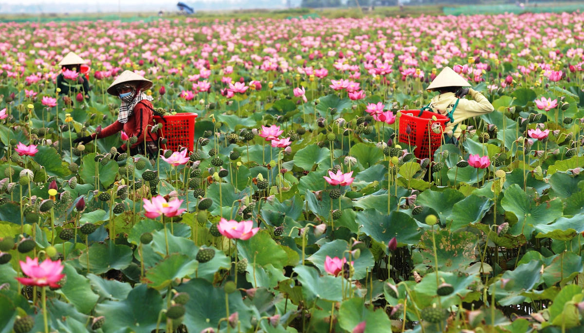 Nhiều người đang hái hạt sen để bán.