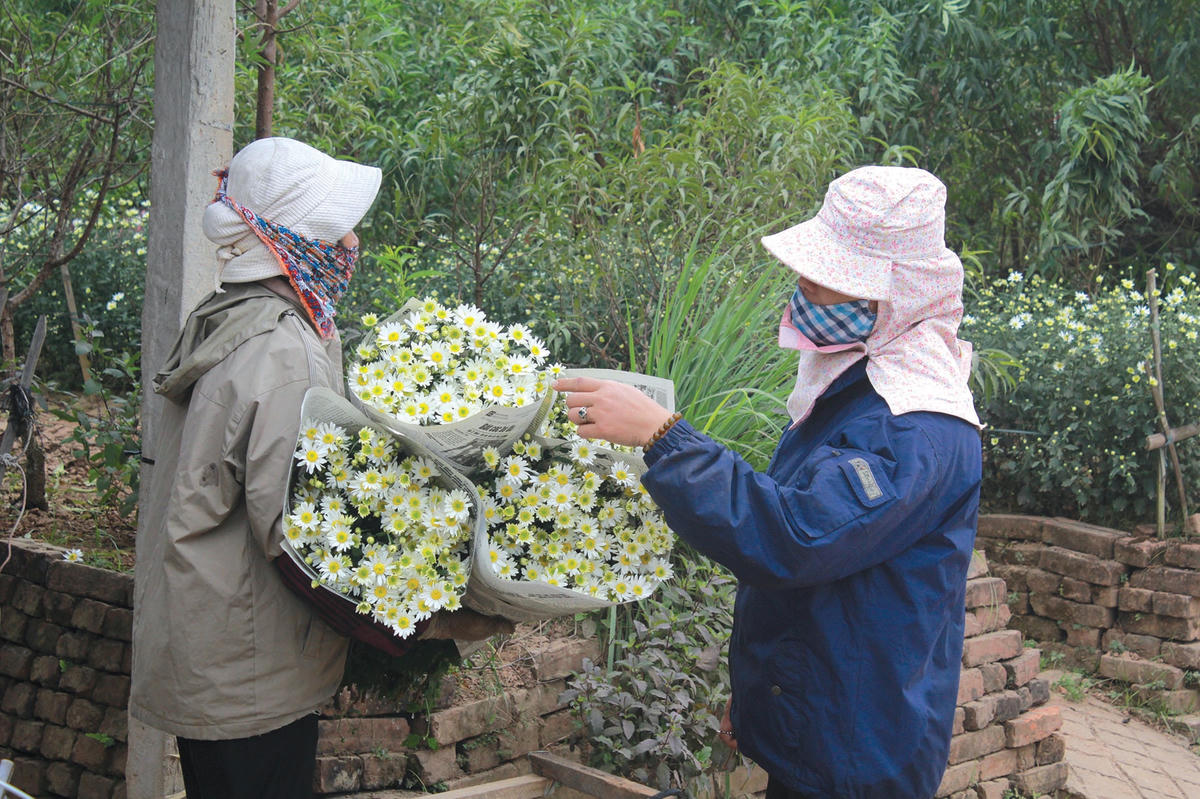 Thu hoạch cúc họa mi.  