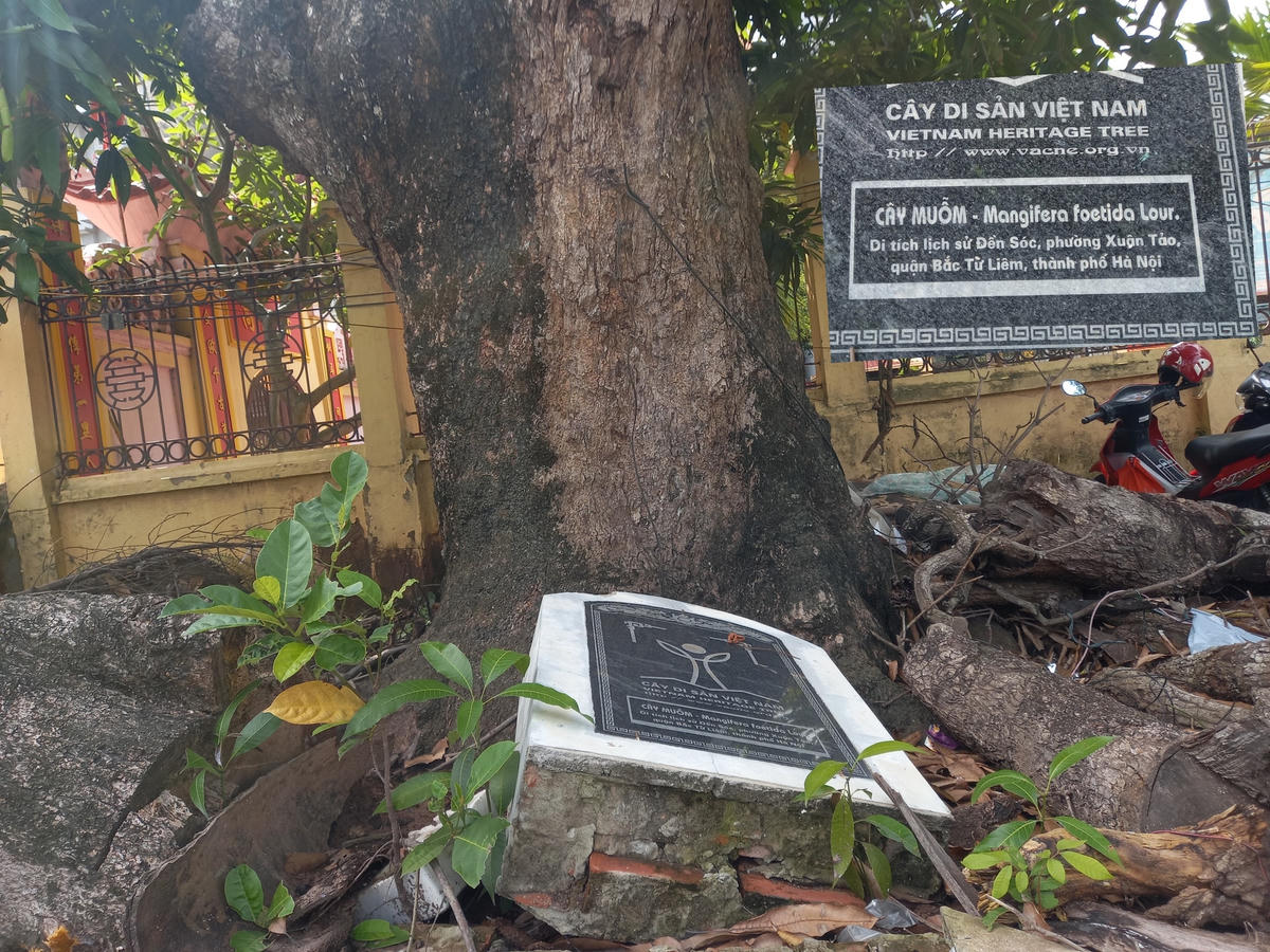 Biển cây di sản của đền Sóc nằm trong khuôn viên bãi xe bị vứt ngổn ngang.