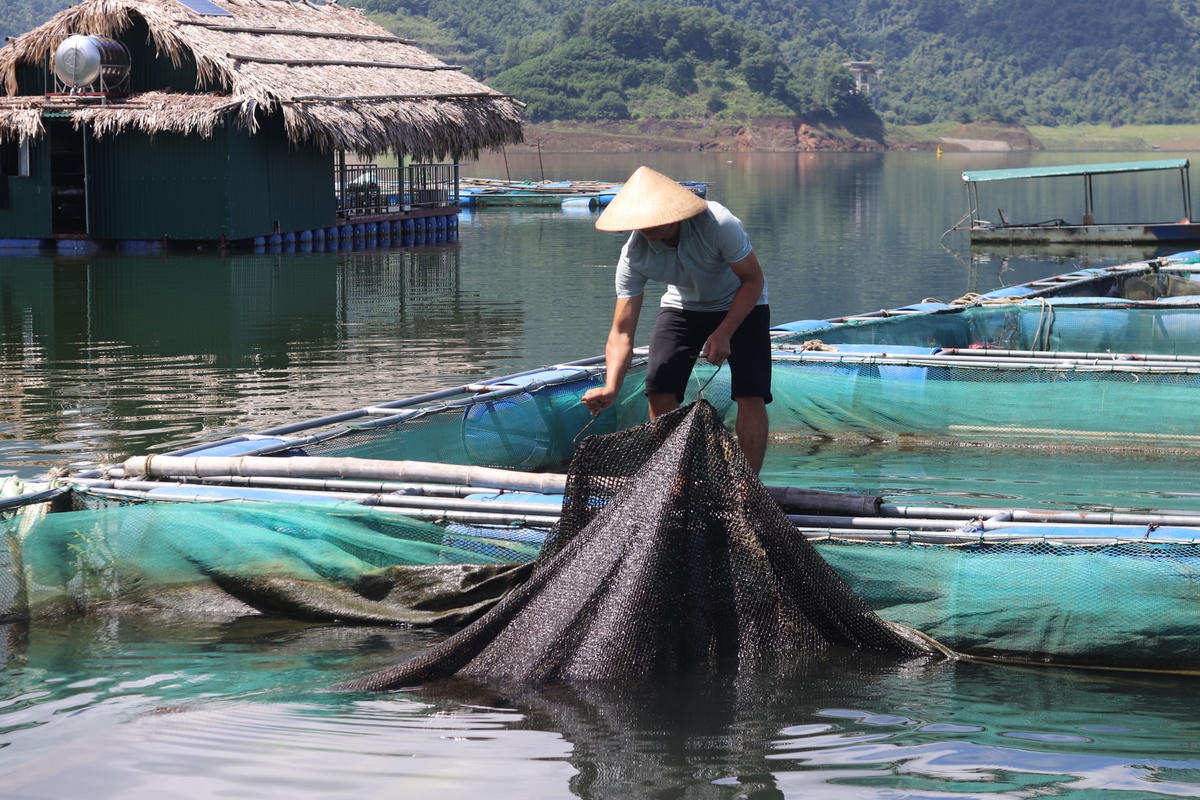 [Ảnh]: Nuôi cá trên lòng hồ Cửa Đạt, nhiều nông dân khấm khá, thu tiền tỷ mỗi năm 