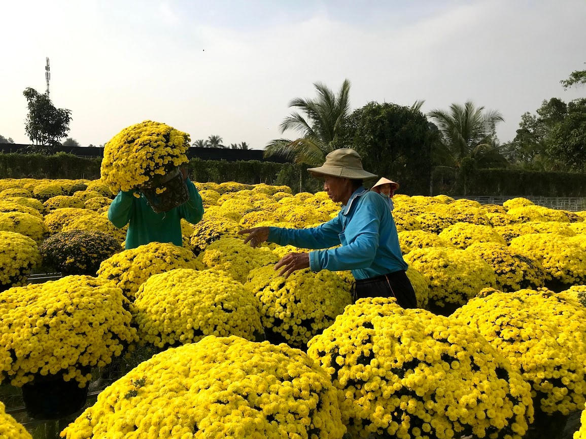 Hương Xuân bên dòng sông Tiền