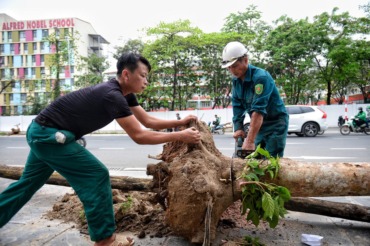 Nhiều người dân sinh sống gần khu vực tuyến đường Huỳnh Thúc Kháng cho hay, cây vừa trồng được vài tháng mà không hiểu sao lại chết thế này. Không biết đơn vị quản lý chăm sóc kiểu gì mà để xảy ra tình trạng này...