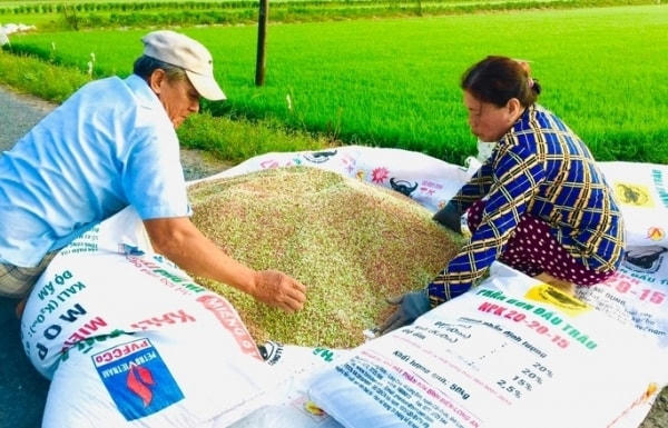 Nông dân lao đao vì giá phân bón tăng cao.