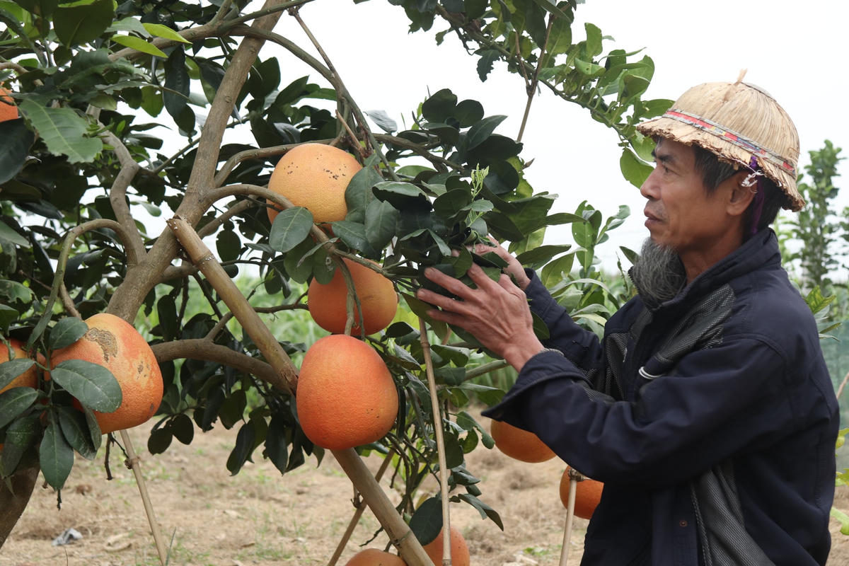 Chia sẻ bí quyết để quả bưởi luôn đỏ mọng, ông Tư nói, khi hái từ trên cây xuống, nếu lau quả bưởi bằng một chút rượu gạo, vỏ bưởi sẽ tăng thêm màu đỏ, hương thơm tỏa đều và có thể để trên bàn thờ được khoảng hai tháng.  