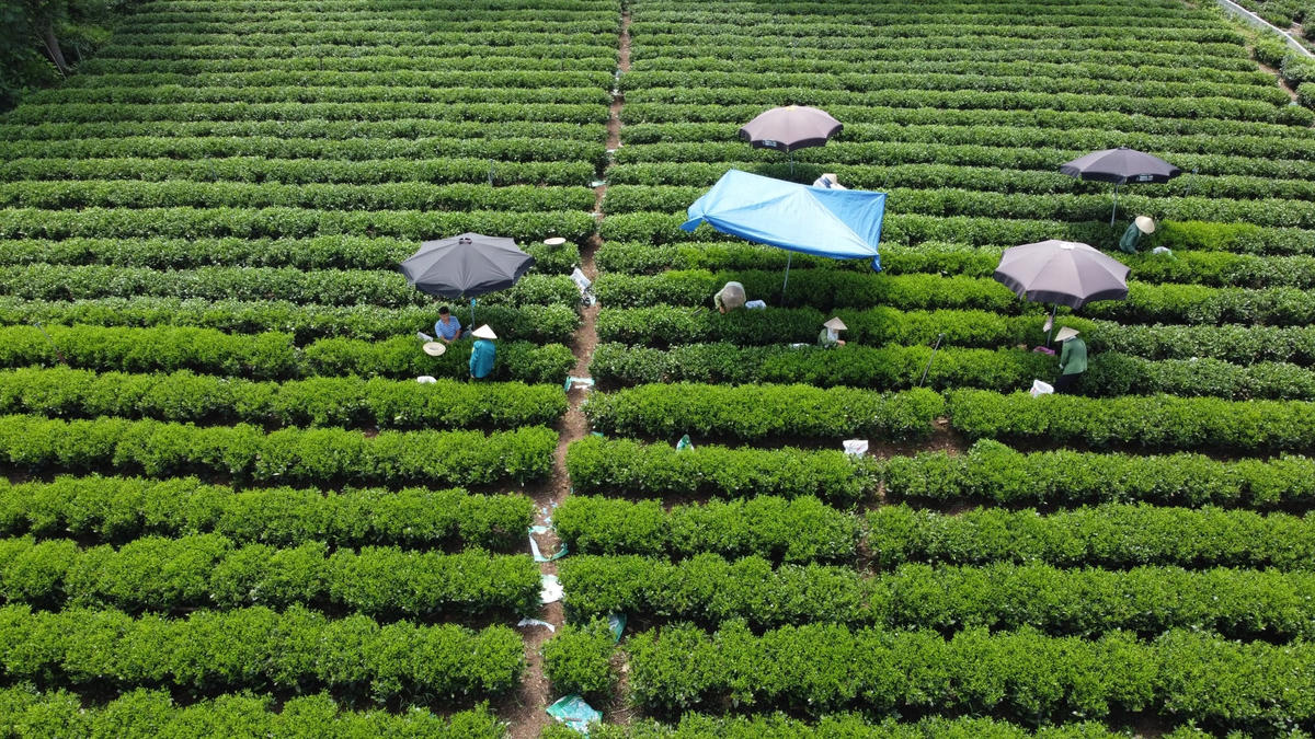 Thái Nguyên có tới 256 làng nghề chè. Anh: Toán Nguyễn.