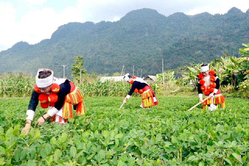 Đồng bào dân tộc xã Phúc Sơn, huyện Lâm Bình phát triển vùng lạc hàng hóa tại địa phương. Ảnh: Khánh Quyên.