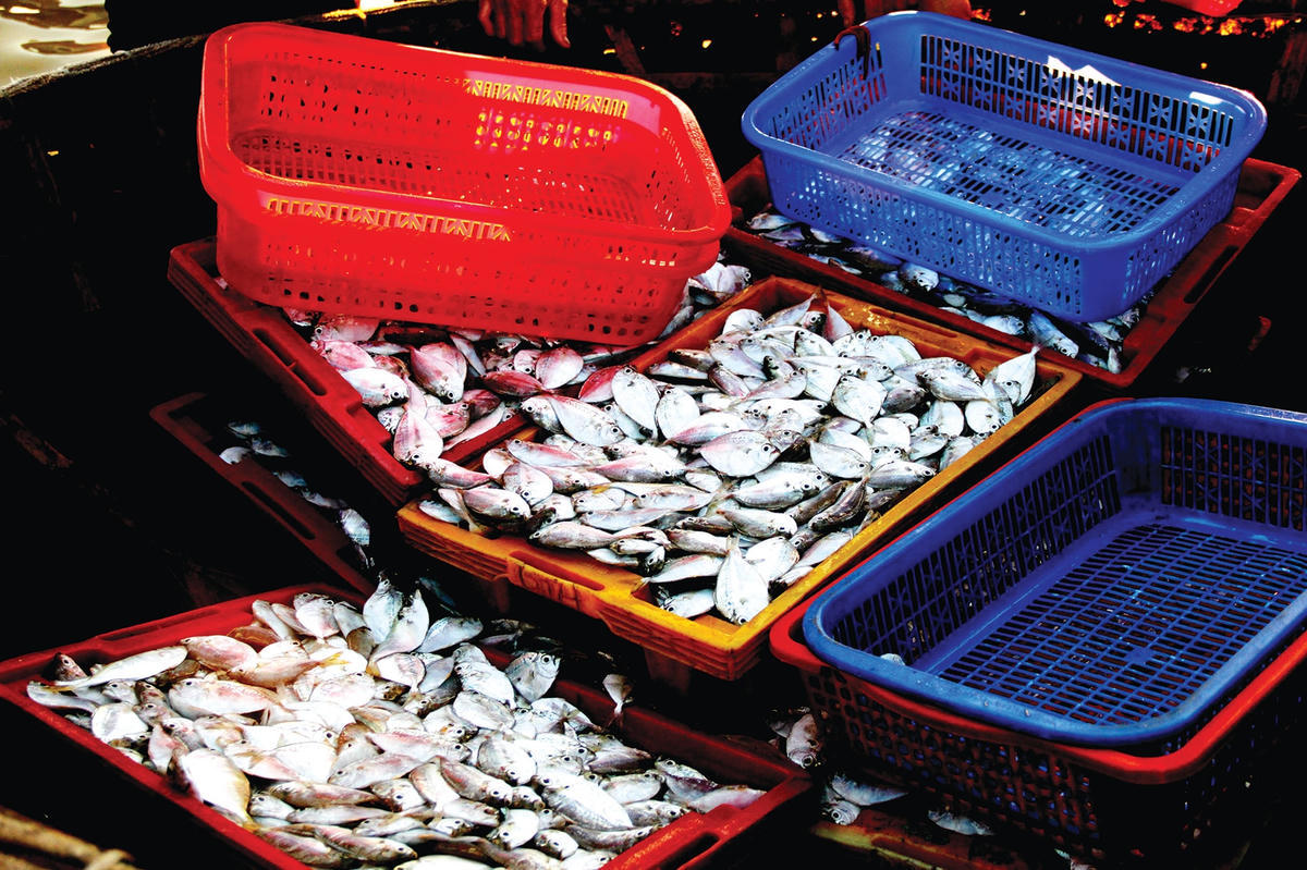 Mỗi chuyến tàu về sẽ có nhiều loại hải sản có giá trị như: cá, mực, tôm, ghẹ...  