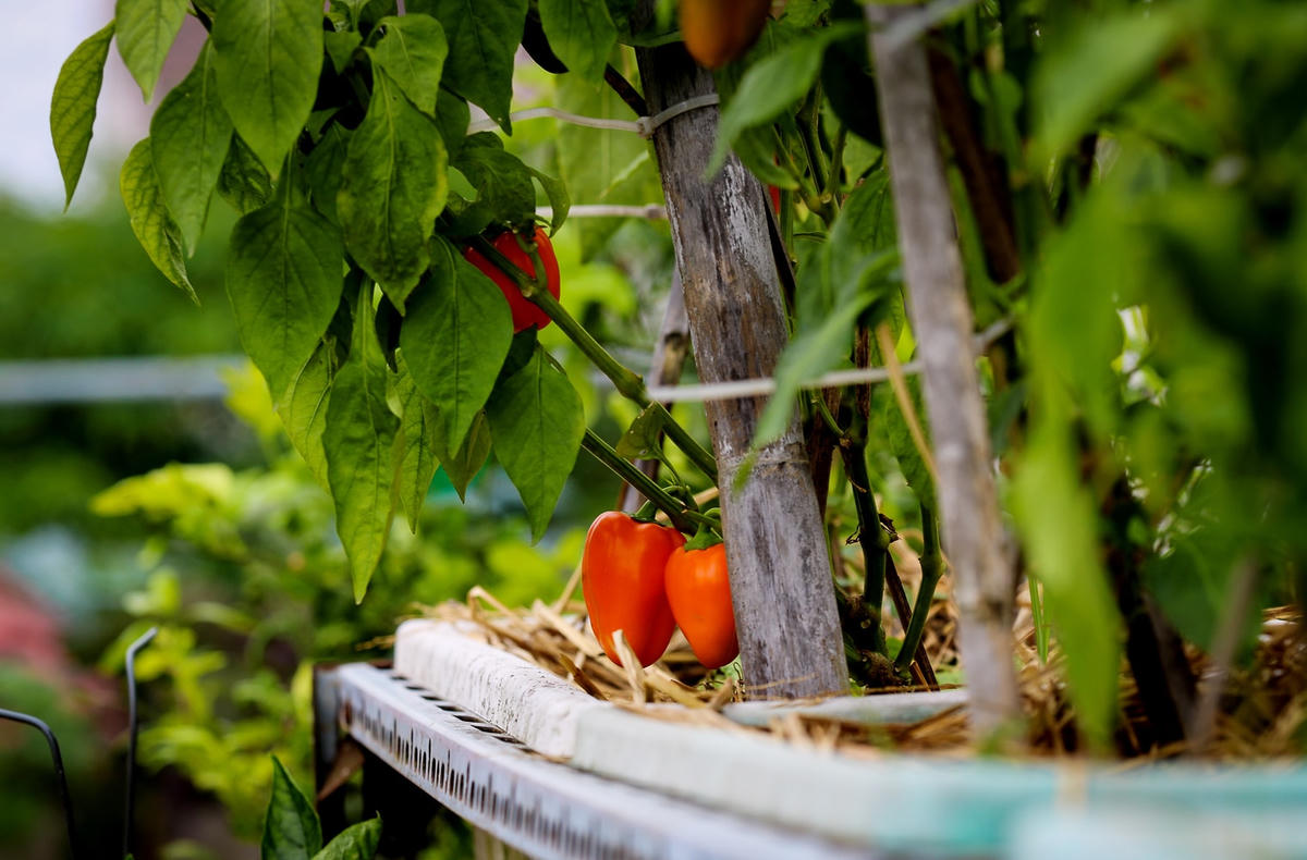 Những quả ớt chín mọng chờ thu hoạch.