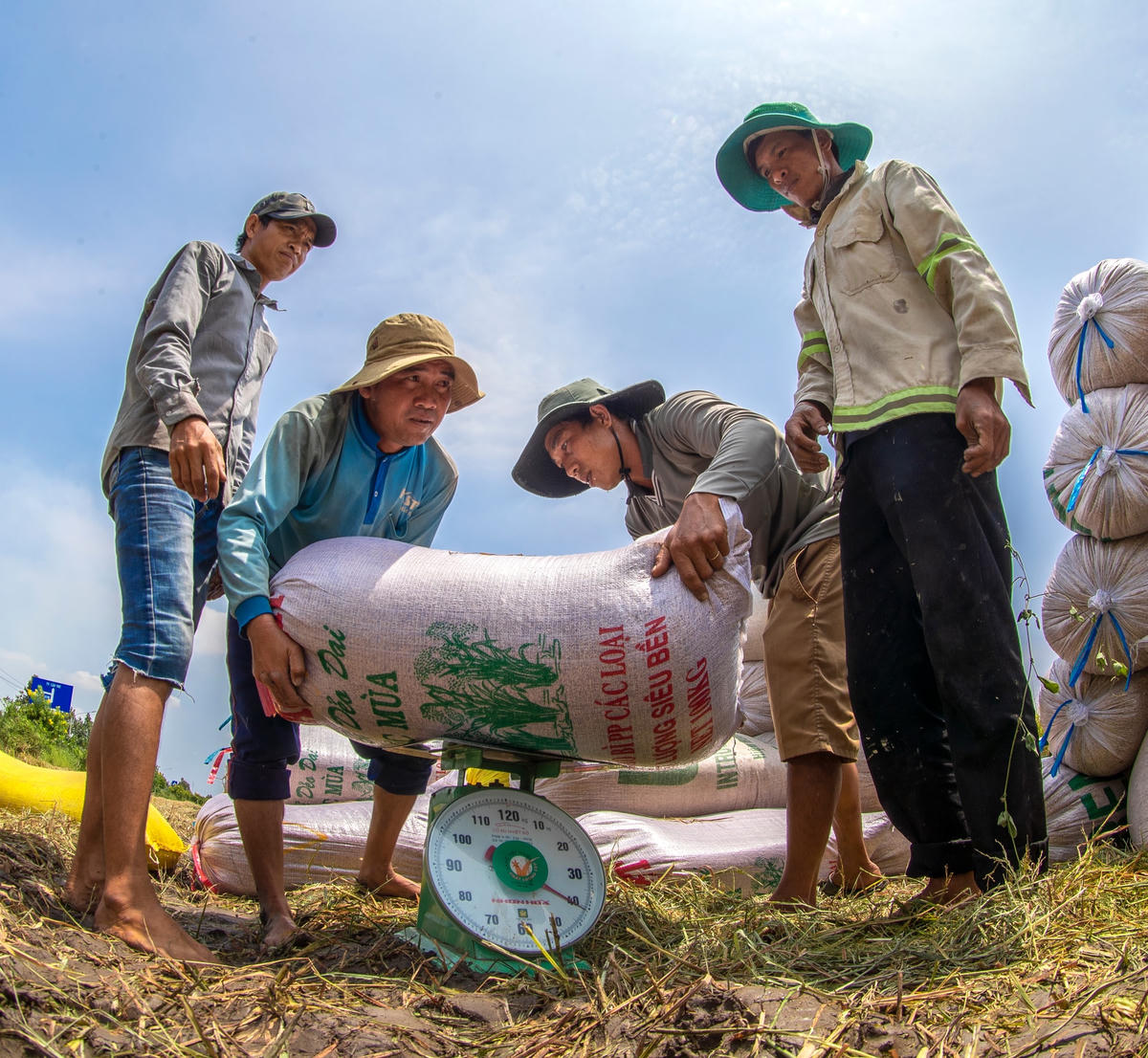 Giá lúa gạo đang tăng nhưng nông dân vùng Đồng bằng sông Cửu Long vẫn canh cánh nỗi lo. Ảnh: Lý Anh Nam.