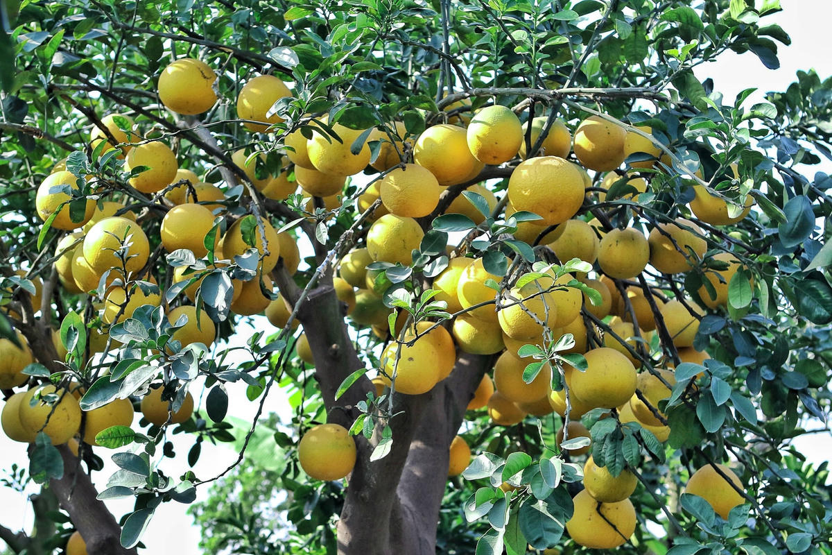 Ngay sau khi bước vào vườn, PV có thể cảm nhận rõ một mùi hương thơm mát, dễ chịu, quyến rũ. Đây là mùi thơm đặc trưng của những trái bưởi diễn, bưởi tứ quý… khi chín vàng.