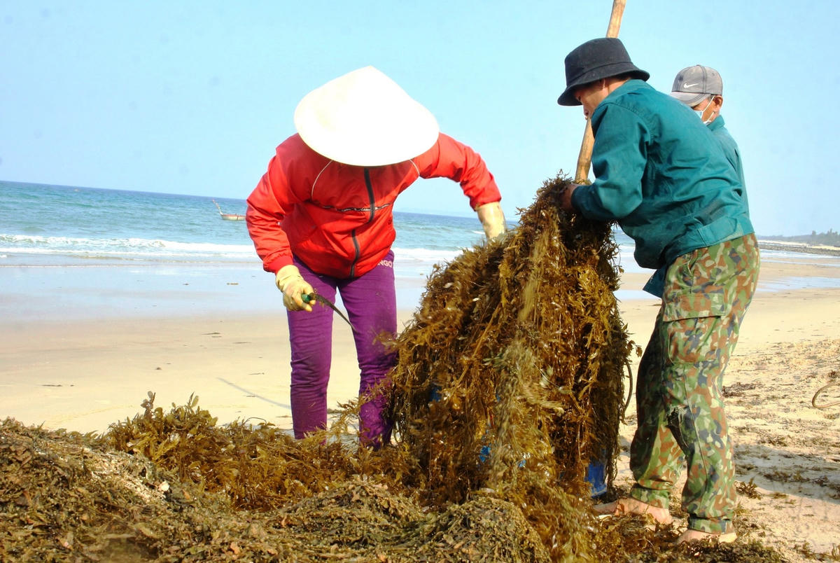 Rong mơ được cắt ra đem đi phơi khô.