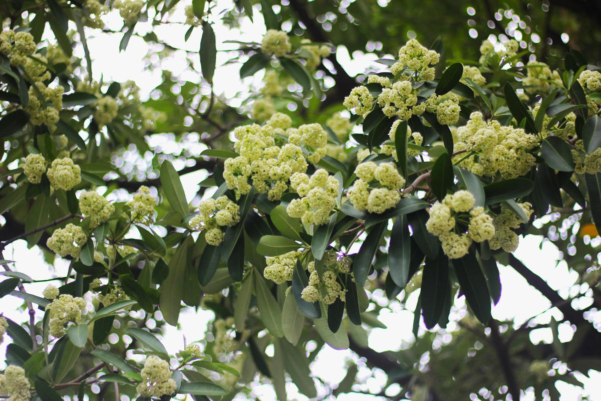 Những chùm hoa sữa đua nhau khoe sắc trên nền trời trong veo.