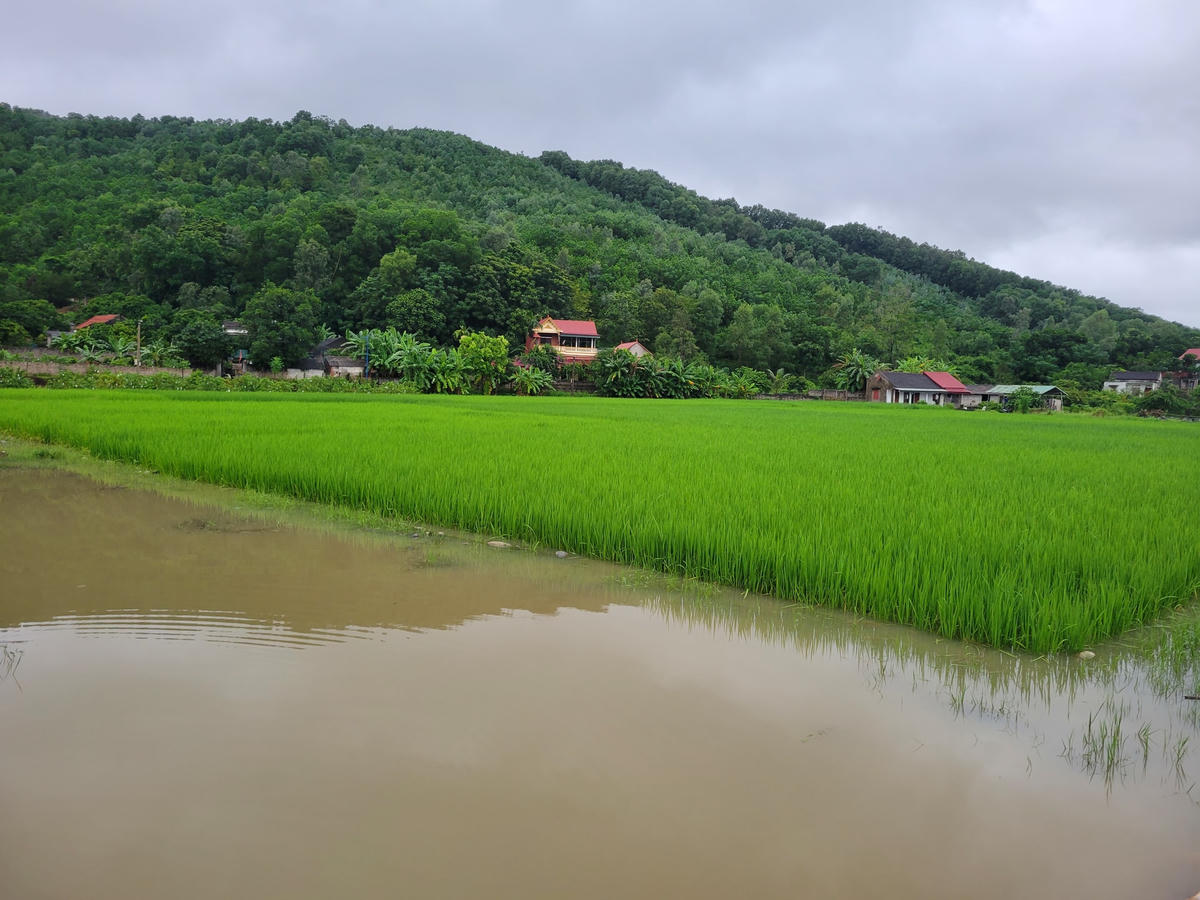Ở xã Hà Lĩnh (huyện Hà Trung), nhiều diện tích lúa vừa cấy đã bị ngập tới phân nửa. Ảnh: Đình Minh