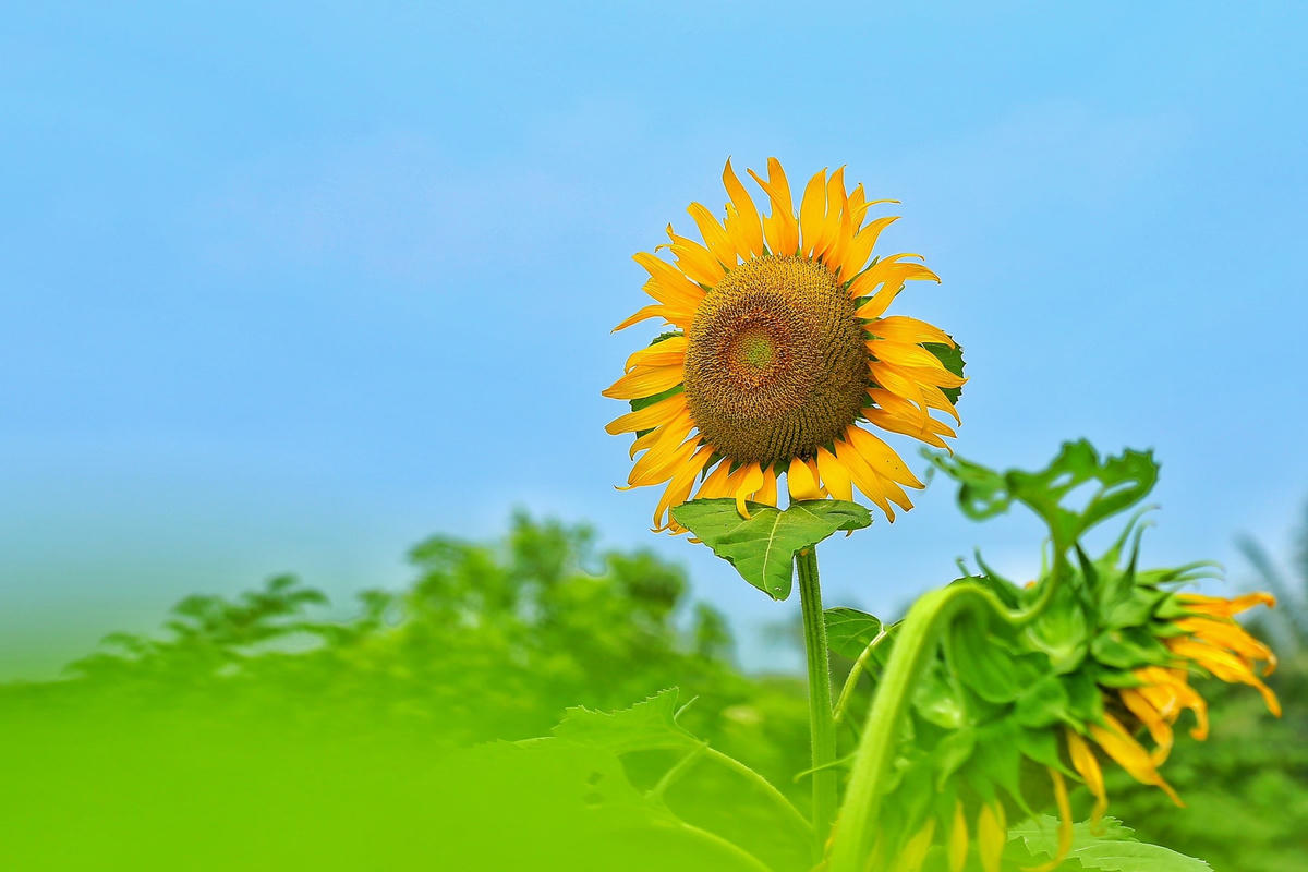 Hoa hướng dương mang một màu sắc vàng rực rỡ, có sức sống mãnh liệt luôn hướng về phía có ánh sáng mặt trời và được nhiều người yêu thích. 