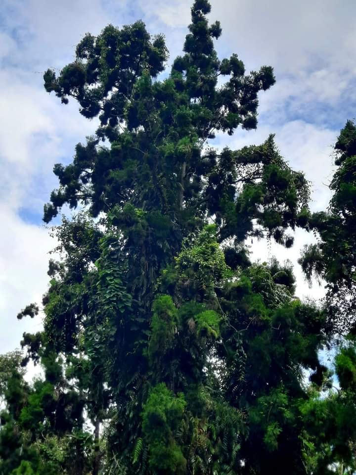 Cây thông nước trong khu bảo tồn.  