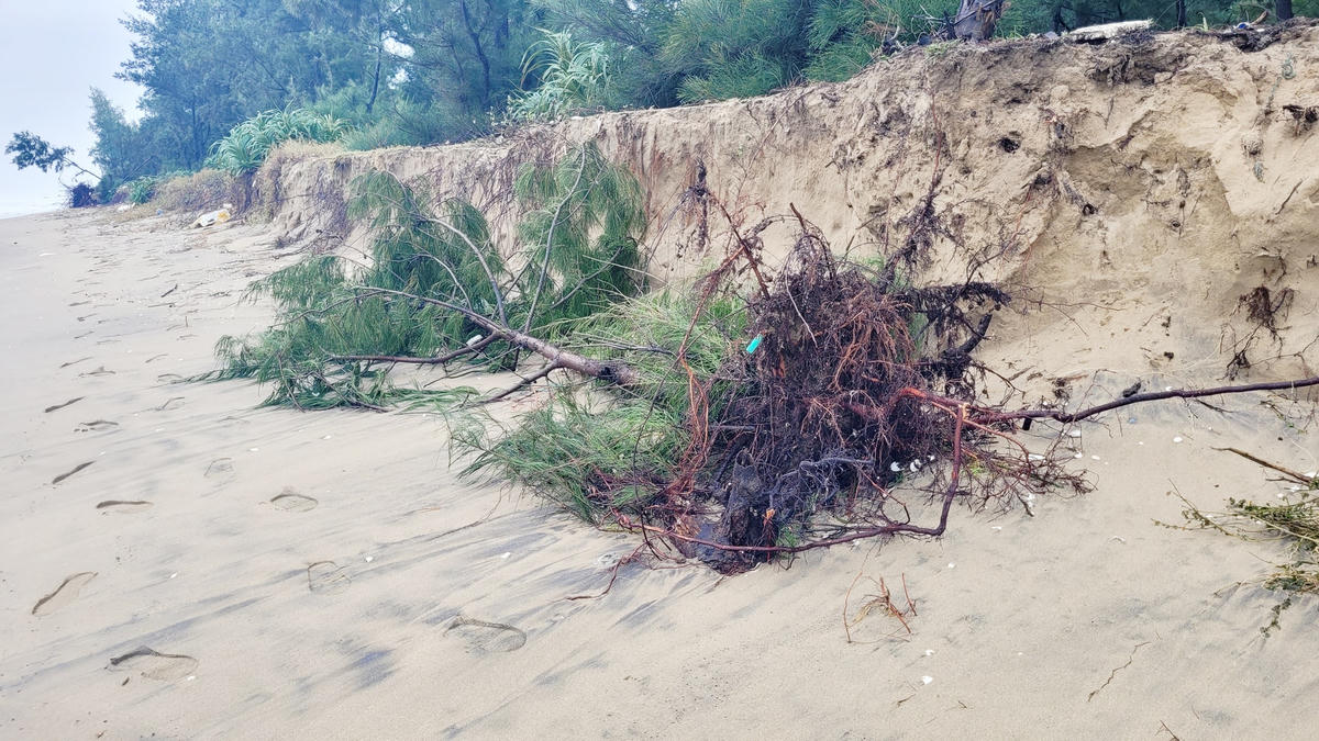 Hiện tượng biển xâm thực diễn ra nghiêm trọng trong thời gian qua đã cuốn trôi nhiều diện tích rừng phòng hộ và ngày càng lấn sâu vào khu dân cư ở xã Xuân Hội.