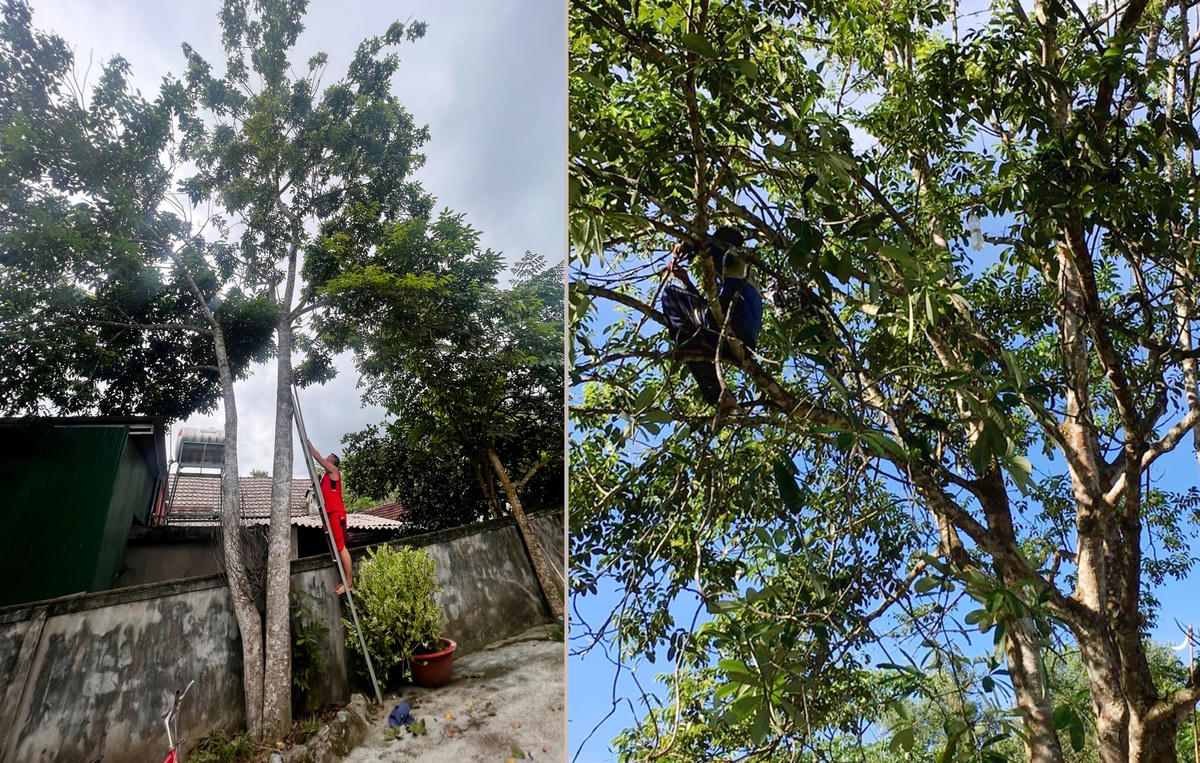Để thu hoạch trám đen, người thợ phải có kỹ năng leo trèo. 