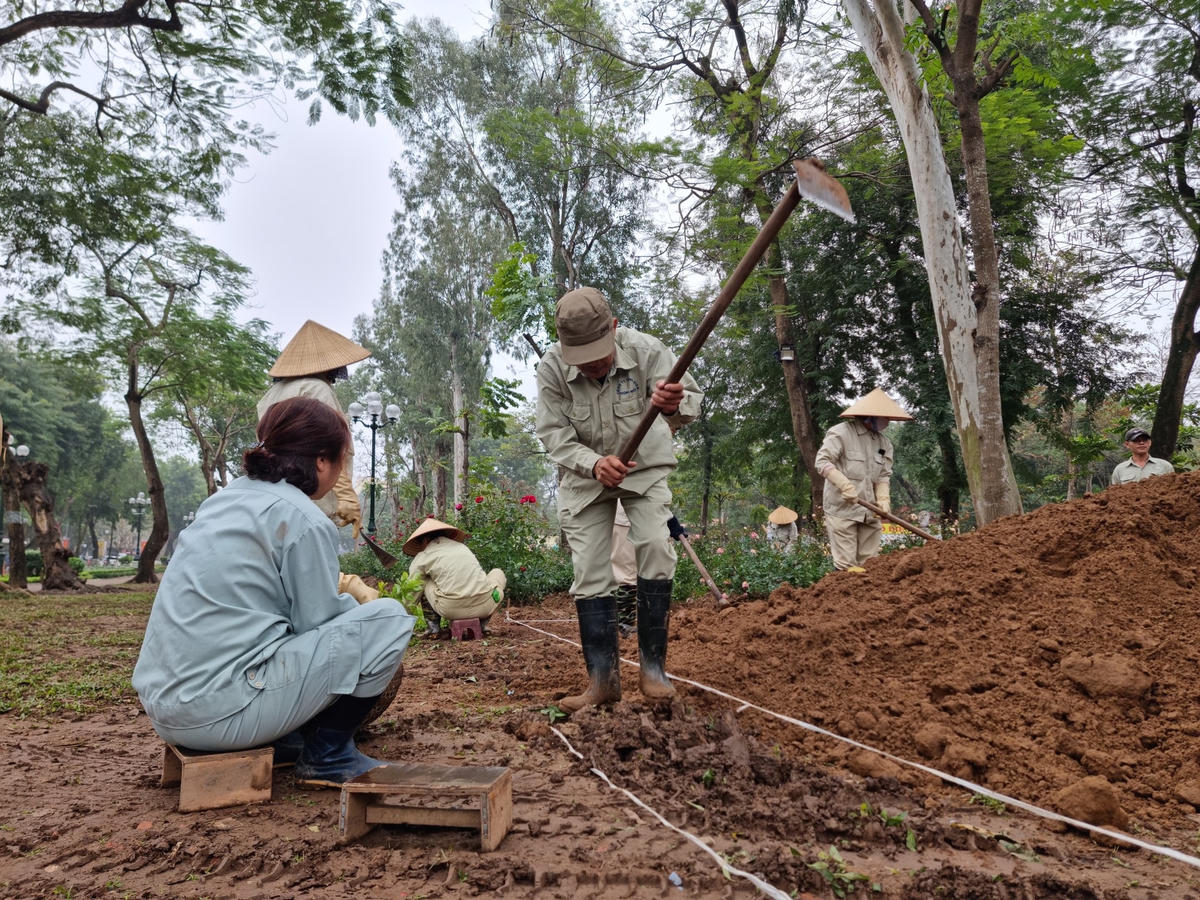 10.000 cây hoa hồng sẽ được trồng trên dải đất rộng 5 m, dài hơn 300 m.