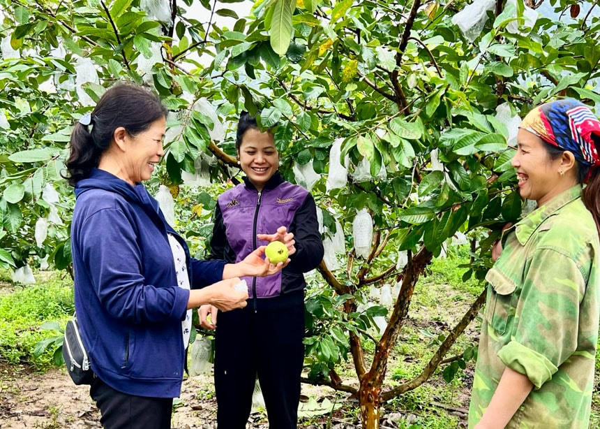 Bà Hoàng Thị Dung (ngoài cùng bên trái) cùng người dân trao đổi kinh nghiệm trồng ổi VietGAP. Ảnh: Sơn Lâm.