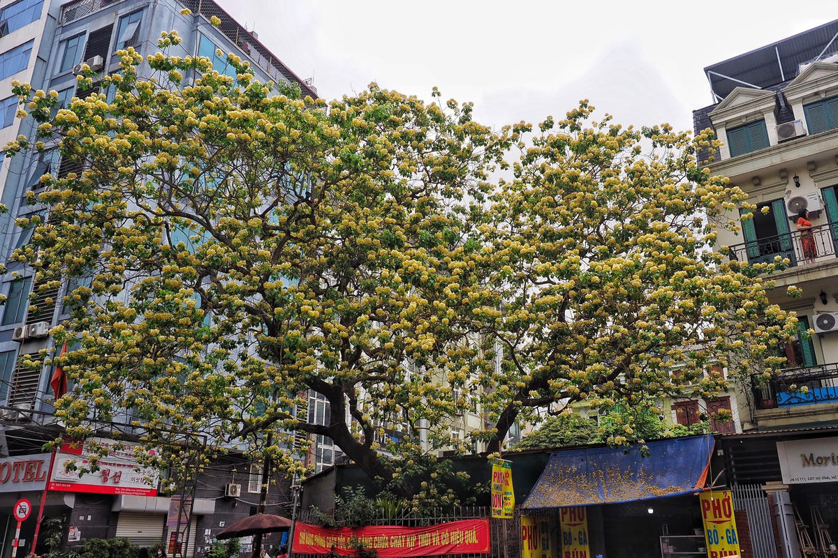 Cây hoa Bún còn có tên gọi khác là Bạch hoa hay Màn Màn.