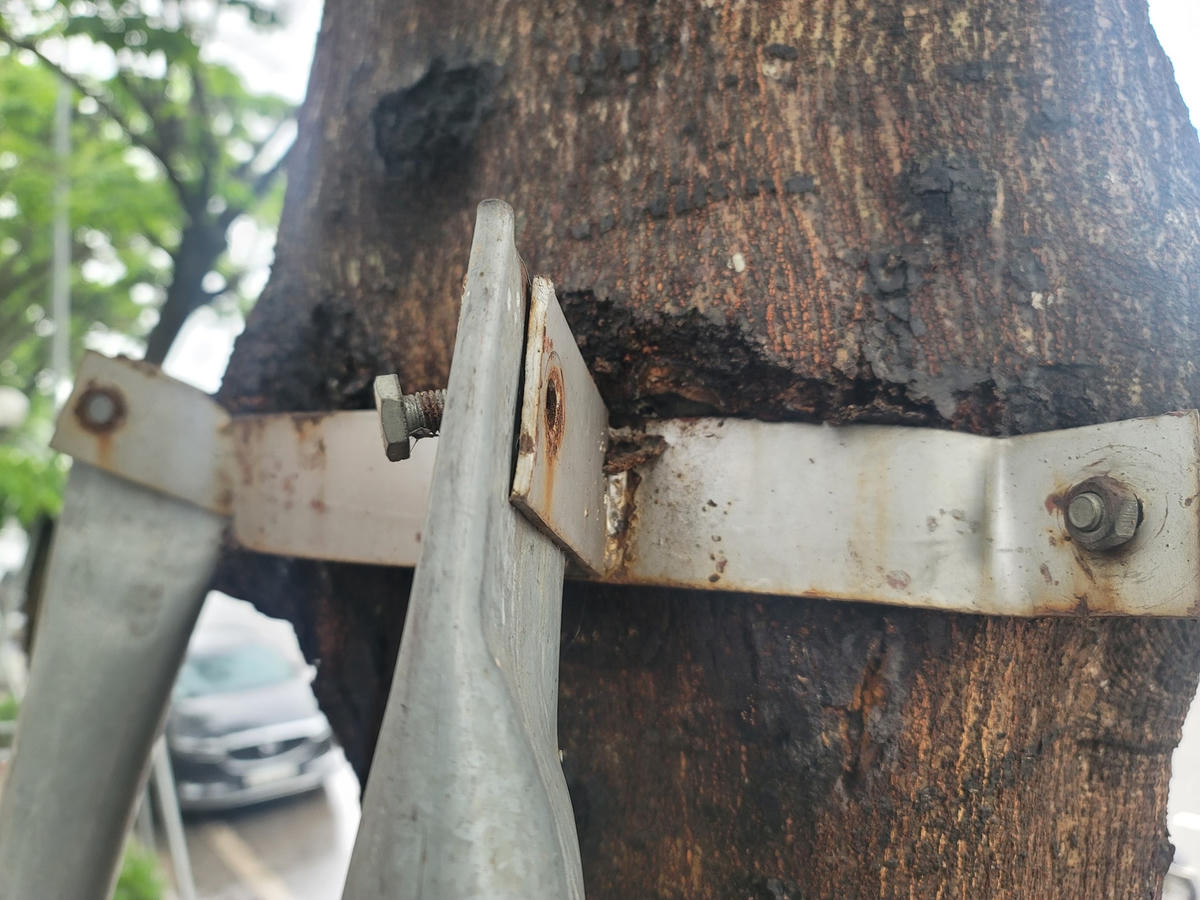 "Gông cùm" siết chặt vào thân cây.