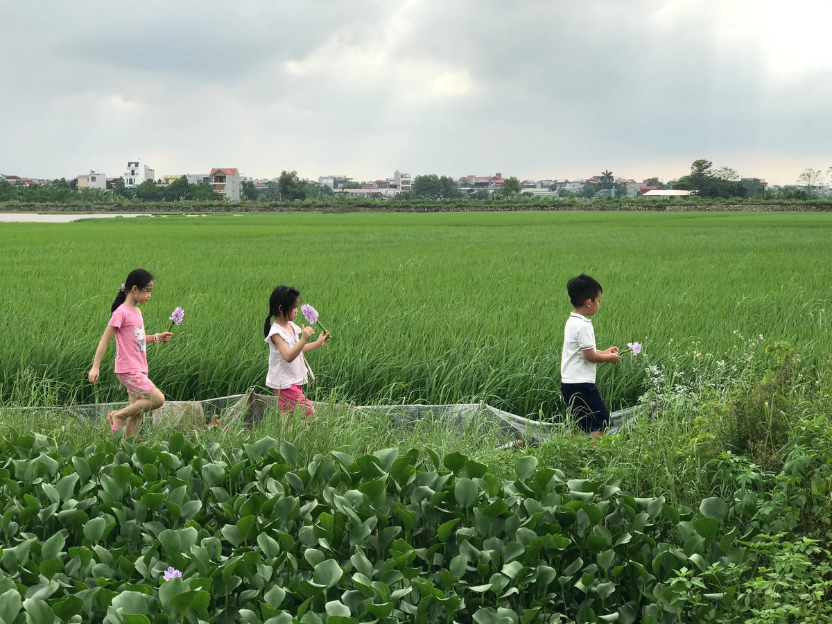 Về với ruộng đồng. Ảnh: Xuân Chi.