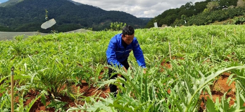 Mô mình sản xuất đa canh, xã Đạ Sar, huyện Lạc Dương (Lâm Đồng). 