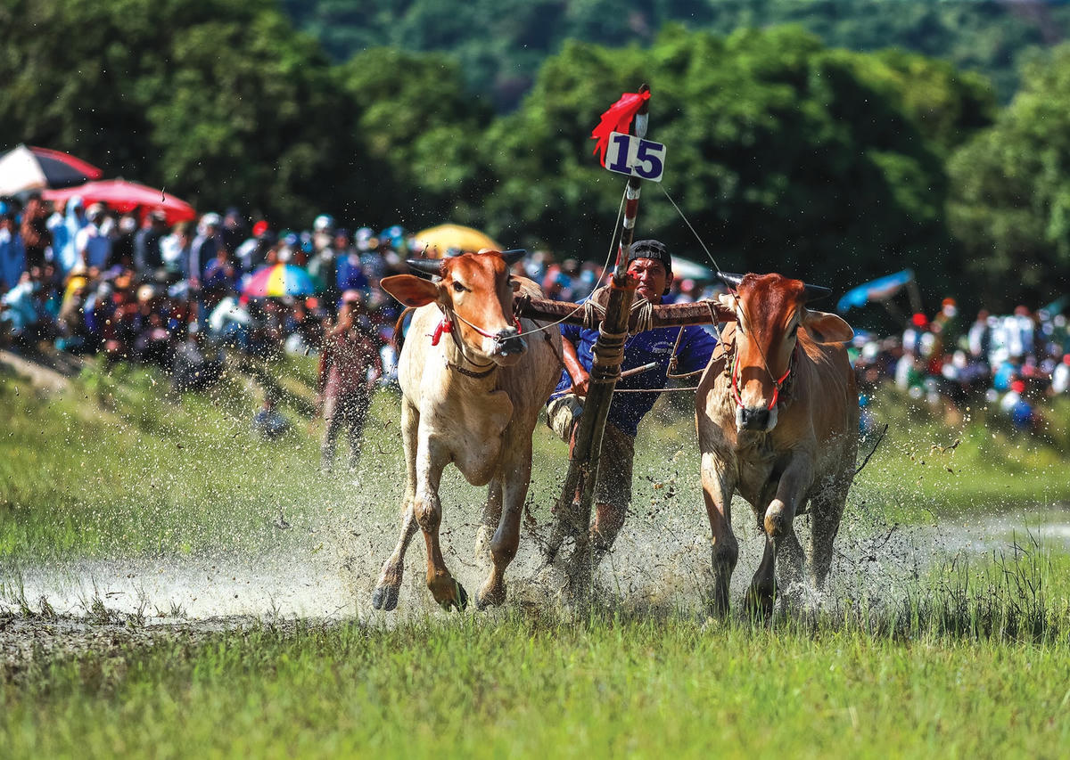 Trong lúc đua, nếu người điều khiển bò trượt chân hoặc ngã xuống đất sẽ bị loại ngay.  