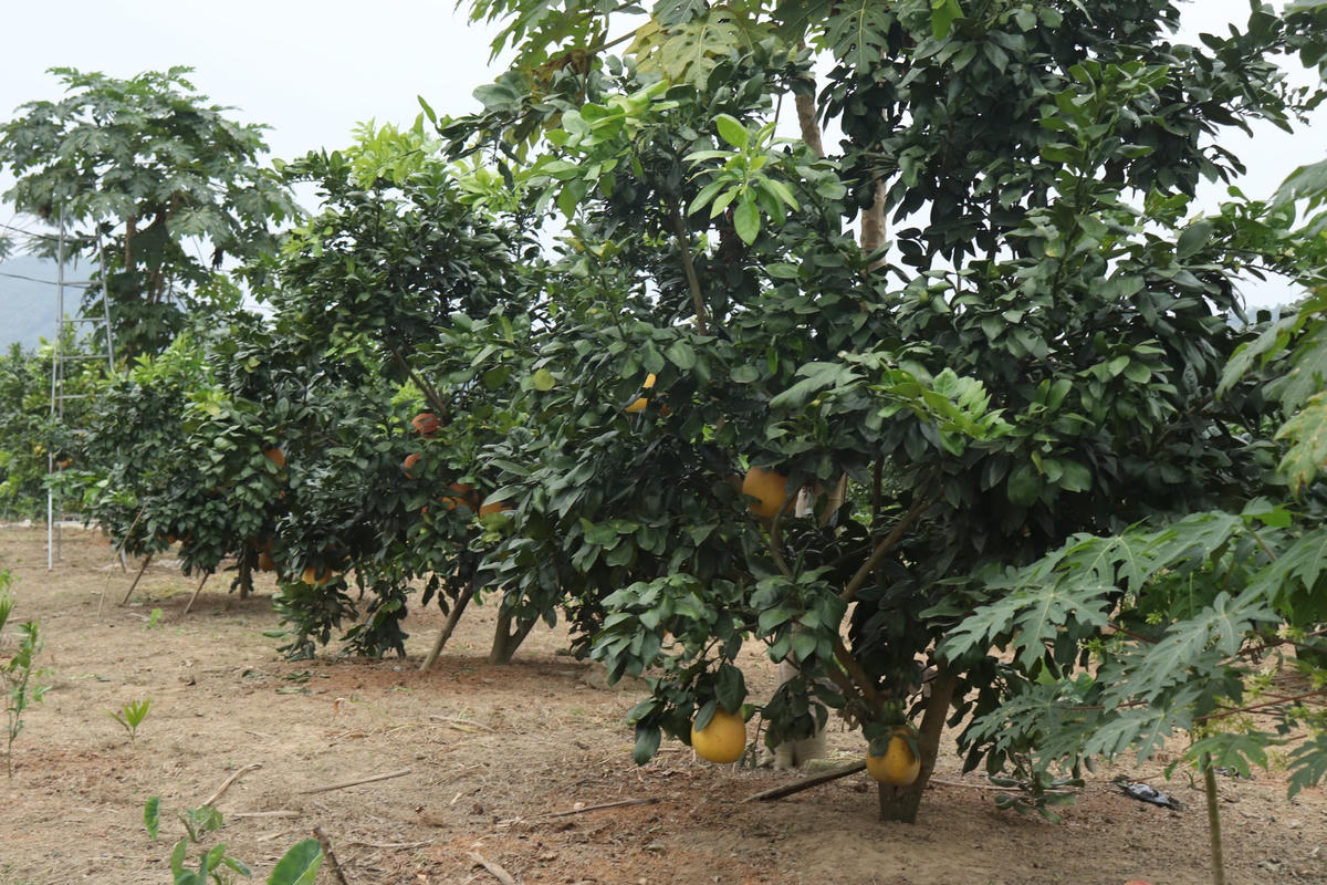 Đã có một thời bưởi Luận Văn rơi vào quên lãng, có nguy cơ tuyệt giống nòi do nguyên nhân chủ yếu là sự không mặn mà của những người trồng bưởi. Mặc dù vậy giá trị đích thực của giống quả quý này luôn có sức sống vững bền và đang ngày càng được khẳng định.