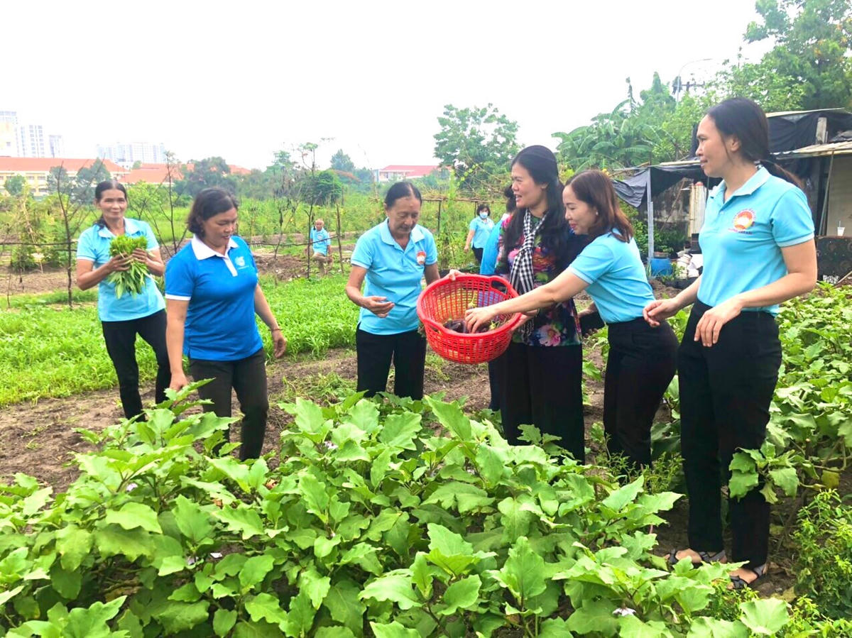 Những bãi rác ngày nào giờ đã biến thành vườn rau xanh mướt.