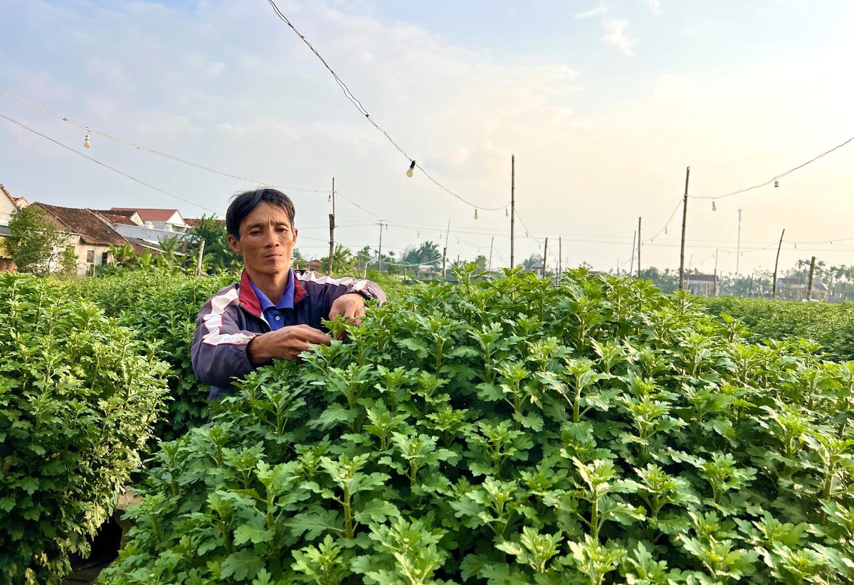 Ông Trương Minh Đức chăm sóc chậu hoa cúc.
